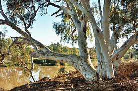 river red gum trivia